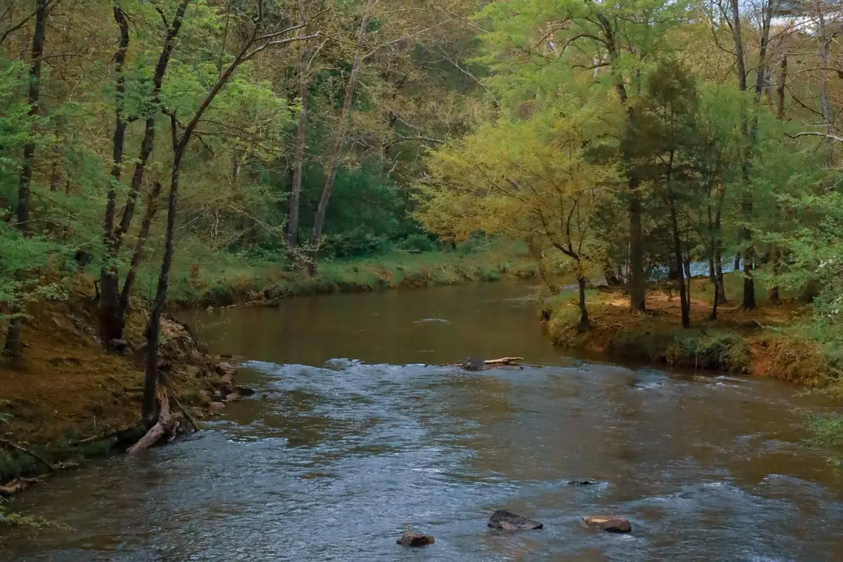 A shallow, rocky river running through green woods