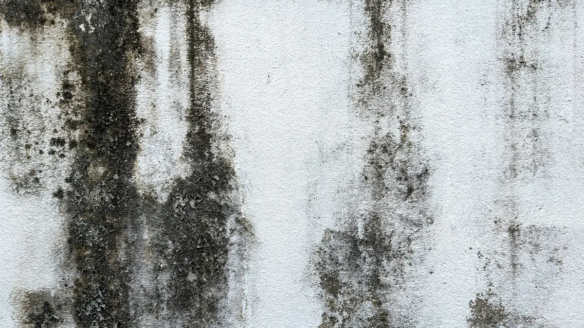 Dark mold growing in streaks on a white painted wall